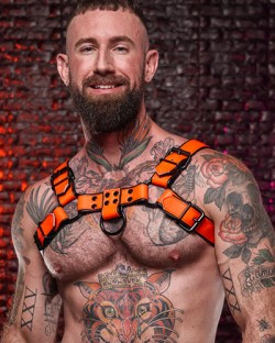 Dark Room Bulldog Harness - Orange