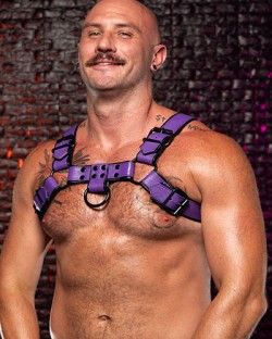 Dark Room Bulldog Harness - Purple