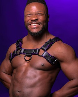 Hardline Bulldog Harness - Purple