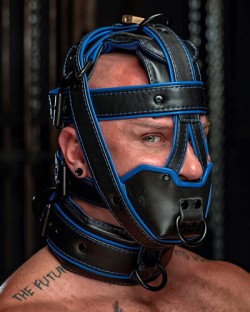 Deluxe Hardline Head Harness Muzzle - Heavy Padded & Locking - Blue