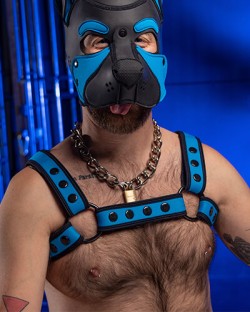 Neo Bold Color Bulldog Harness - Aqua