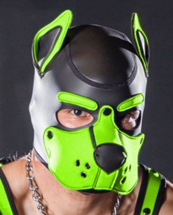 Neoprene K9 Hood Lime