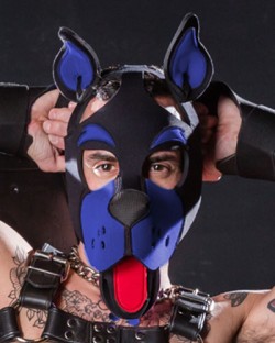 Neo WOOF! Head Harness - Royal